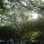 Arboles Camping Del Faro Mar Plata Buenos Aires