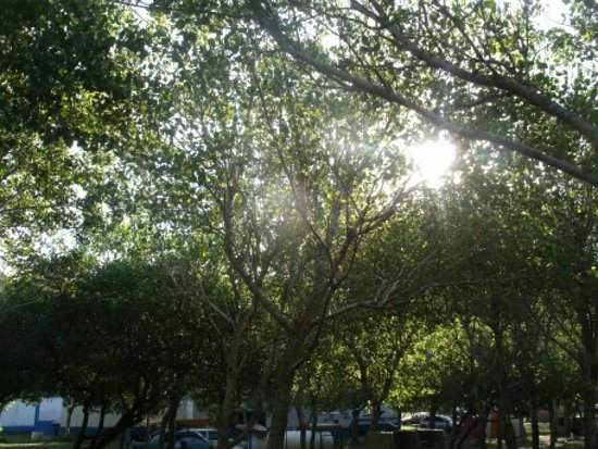 Arboles Camping Del Faro Mar Plata Buenos Aires