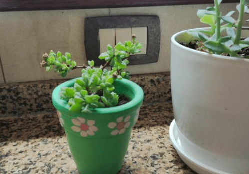 Alquiler de Departamento Departamento 2 Ambientes La Perla Mdp en Mar del Plata Buenos Aires Argentina